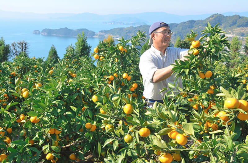 Kimino sparkling Mikan Favuzzi Food Distributor Canada